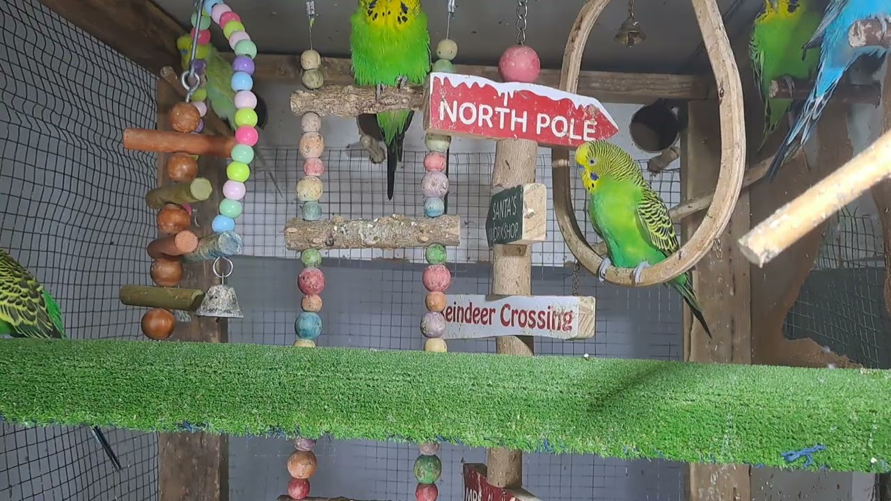 “Talkative parrot vibes 💬🦜 #FunnyPets #Trend”