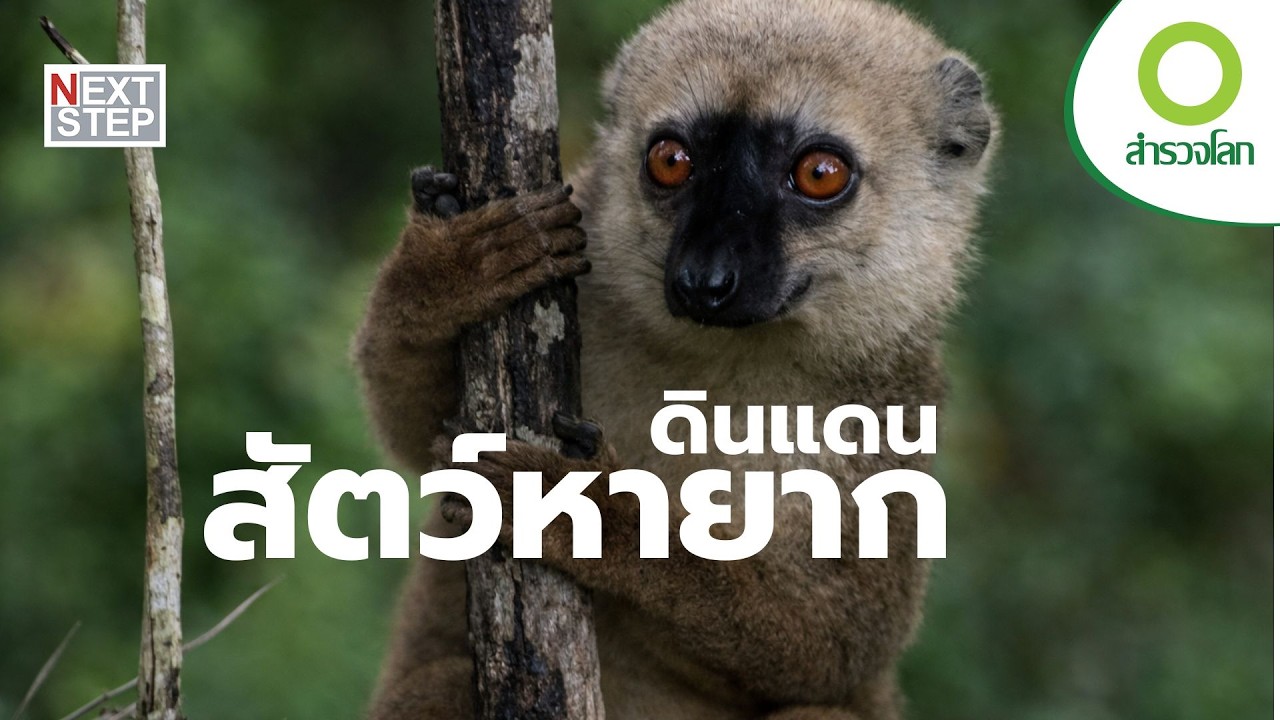 มาดากัสการ์ โลกอีกใบของธรรมชาติ | สารคดี สำรวจโลก