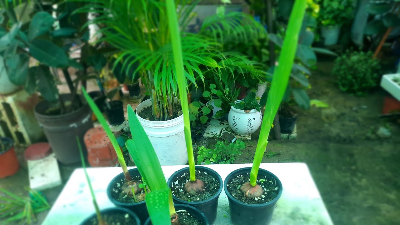 areca Palm me ye kaam karna bahut jaruri h 