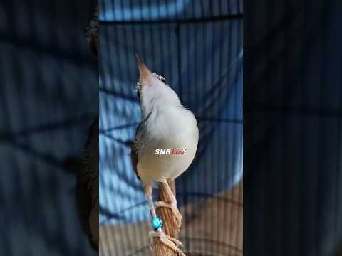 prenjak klik klik ngebren dan suara alam, cocok untuk prenjak klik agar cepat gacor 