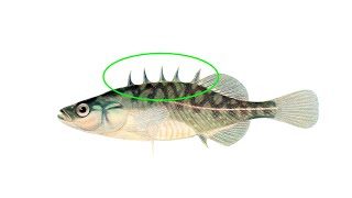 finny-many fins ASL