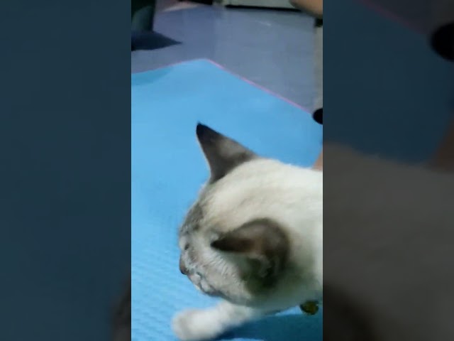 Si Milki,kucing kesayangan fatih #shorts #shorts #shortvideo #shortsvideo class=