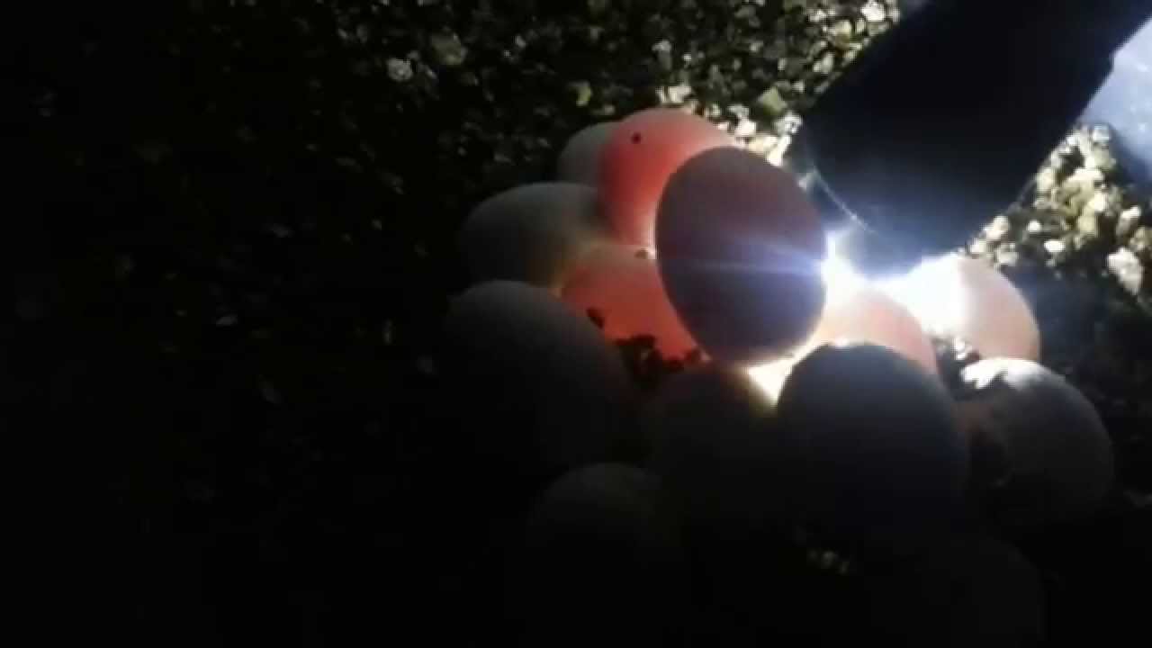 The Littlest Herper Candling Eggs!! YouTube