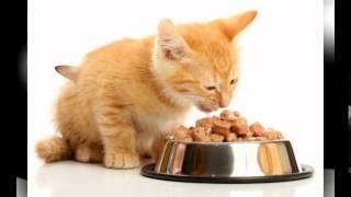 выбрать сухой корм для кошек(, 2014-11-08T21:29:54.000Z)