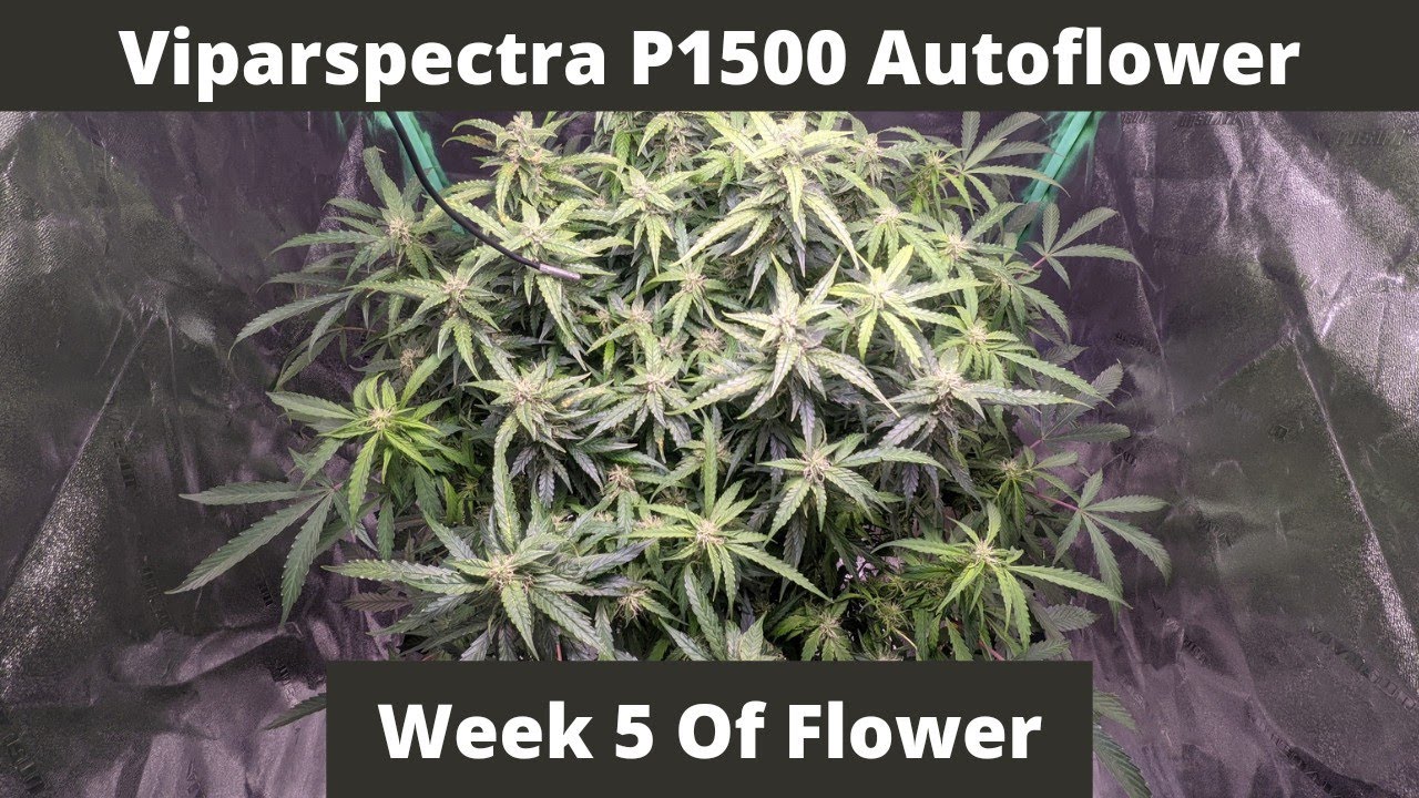 Week 5 Of Flower | Blue Diesel Autoflower | DWC | 24/0