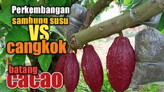 Grafting cocoa milk is faster than grafting.