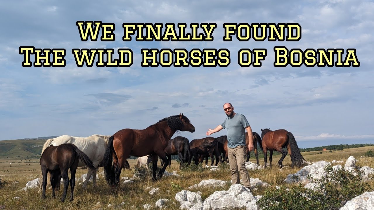 The wild horses of Bosnia | Livanjski divlji konji 