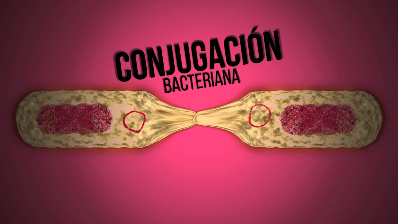 Ciencia express: microbios