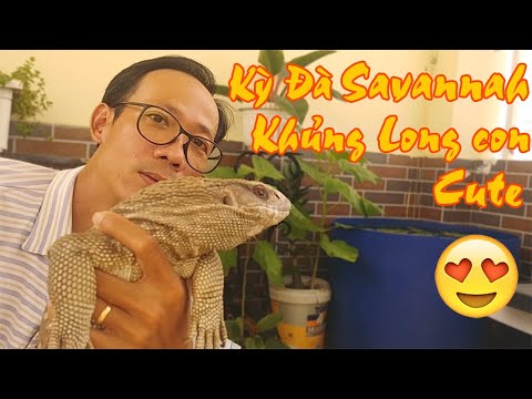 Video Kỳ Đà Savannah - Khủng Long Con Đáng Yêu - youtube