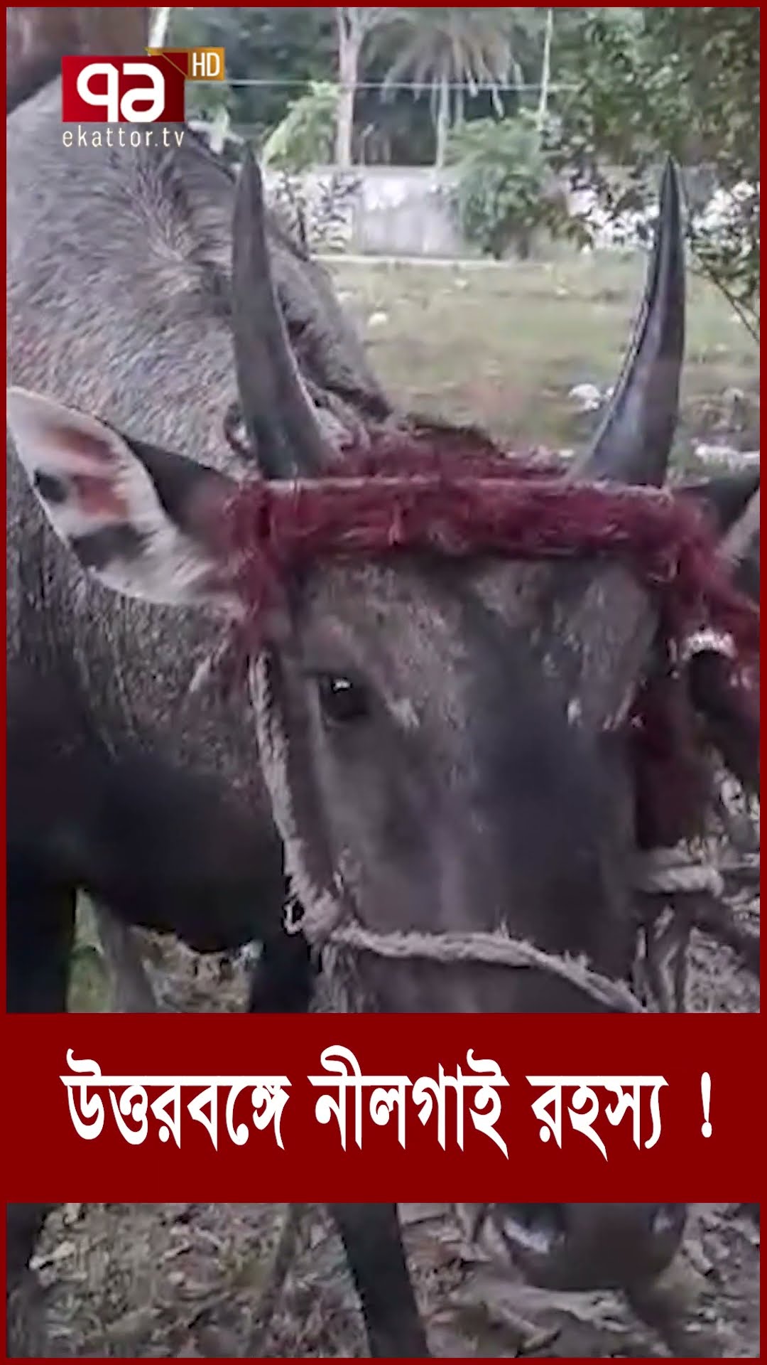 নীলগাই কেন উত্তরবঙ্গে দেখা যাচ্ছে ? #nilgai #trandingvideo #viralvideo #natore #bluebully