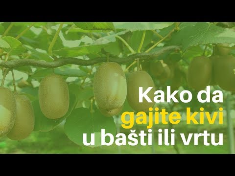 Video: Berba plodova kivija - kada i kako ubrati kivi