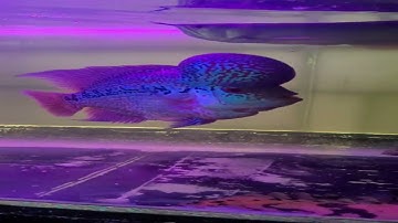 ghép kamfa nuôi cộng đồng với cá rồng