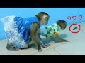 What Is That Doni Lil Doddy Doni Curi0us With Strange Animals Come In Their House After Biq Rain What Is That Doni Lil Doddy Doni Curi0us With Strange Animals Come In Their House After Biq Rain