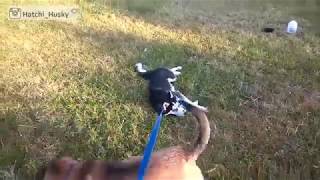 I want to stay in Park *** Hatchi Husky ***