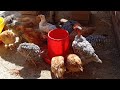 Cómo hacer para que mis gallinas crezcan más rápido