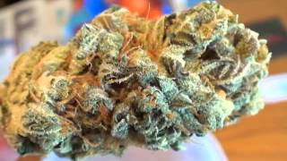 Social Grow White Voodoo Final Weight
