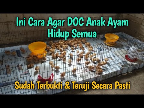 Cara Beternak Ayam Doc