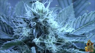 Sea Of Green Grow Journal Day 31
