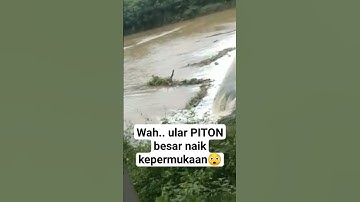akibat banjir ular piton besar naik kepermukaan😲 #ularpiton #banjir #@ANAK_AZO_channel