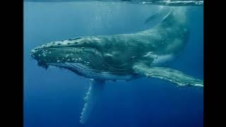 1 Hour of Relaxing Whale Sounds: Meditation Music