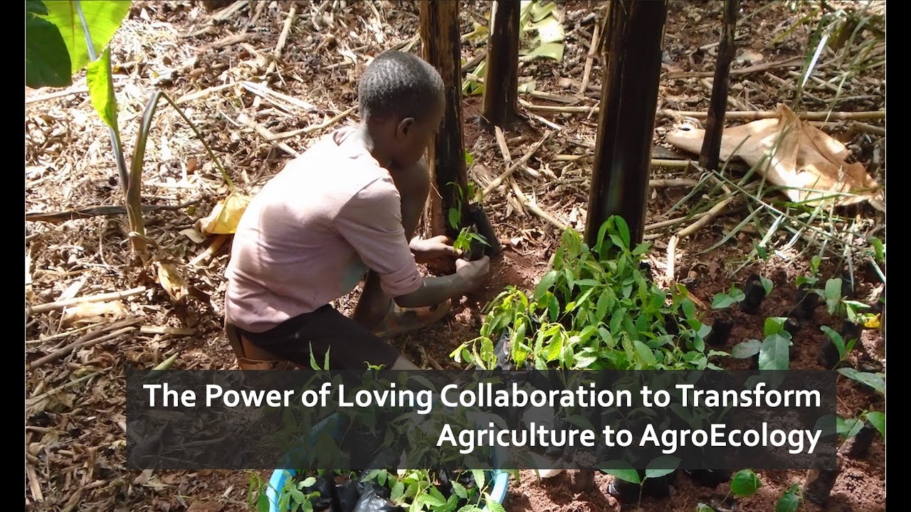 The Power of Loving Collaboration to Transform Agriculture to Agroecology