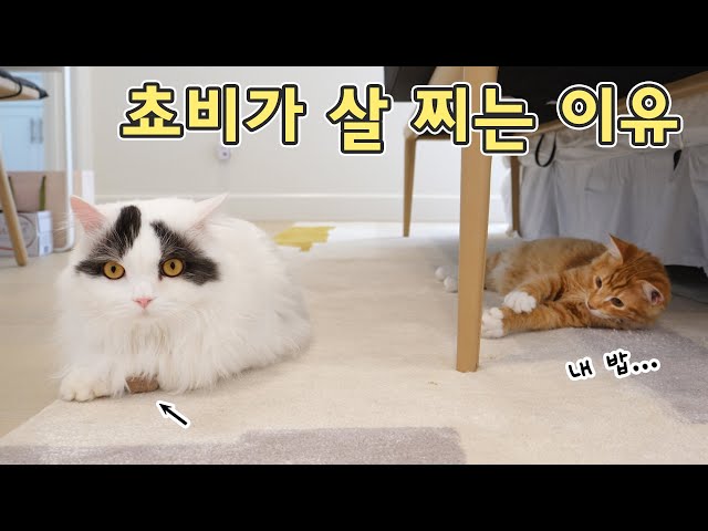 쵸비가 살 찌는 이유 알아냈습니다! 찐다 거대 고양이 살 빵빵