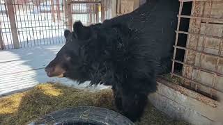 Adorable Asian Black Bear Dasha Prepares Her Cozy Nest