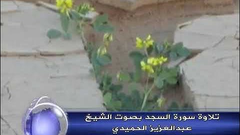 تلاوة نجدية لسورة الفاتحة والسجدة للشيخ عبدالعزيز الحميدي رحمه الله