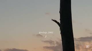 Same Sky, Different time and place | soothing sounds of rain and wind | Nature lover |