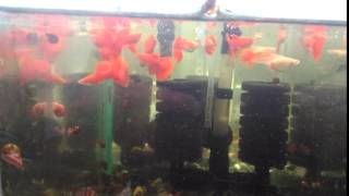1060328 全紅白子粗體-1