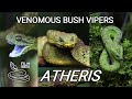 Venomous bush vipers from Africa, 3 species of Atheris snakes in the wild!