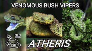 Venomous bush vipers from Africa, 3 species of Atheris snakes in the wild!
