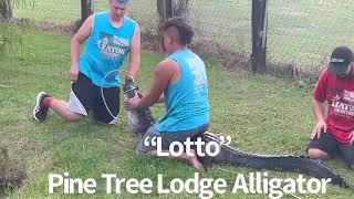 Update on “Lotto” the Pine Tree Lodge Alligator