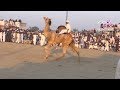 BEST CAMEL DANCE SAMIFANIL IN ANYET SHAH MELA LAYYAH