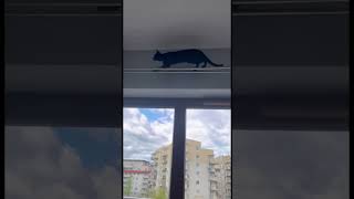 My acrobatic skills #skills #cat #catlife