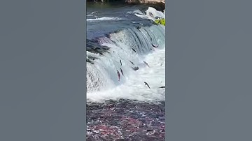 Bí mật về loài cá hồi đỏ hiếm nhất hành tinh!