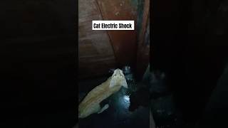 Cat Electric Shock First Time