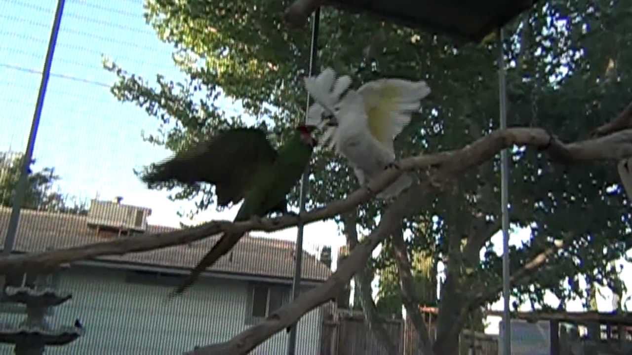 Slow motion Bird's not getting along in HD 1080p