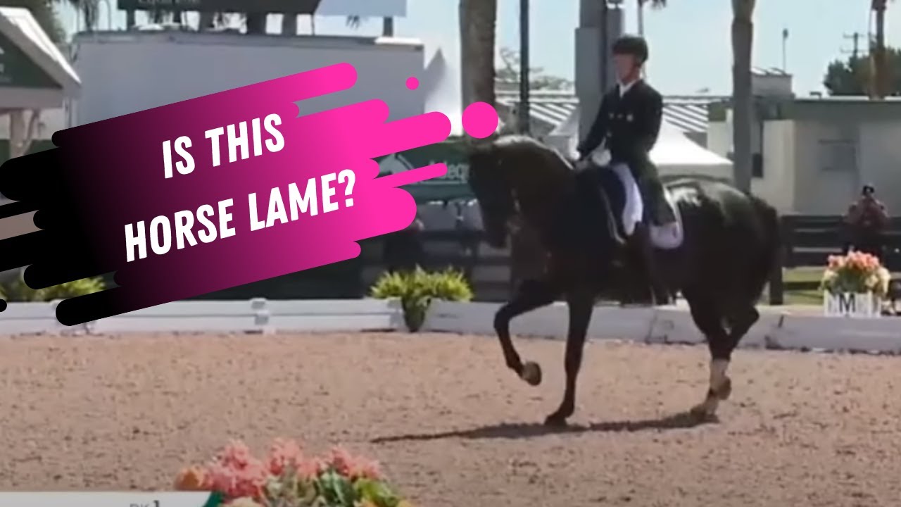 Is This Horse Lame? Lameness Lab YouTube