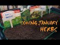 Sowing Herbs in January | Growing Basil, Parsley, Dill and More