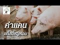 679 คำแคนแก๊สขี้หมูหอม  - รู้ค่าพลังงาน