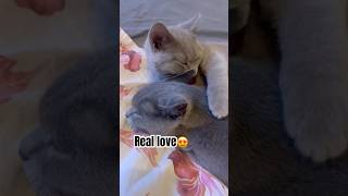 Pure Love From Kitten And Mom