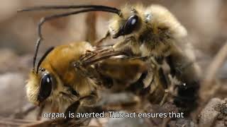 WHY BEES DRONE DIES AFTER SEX?