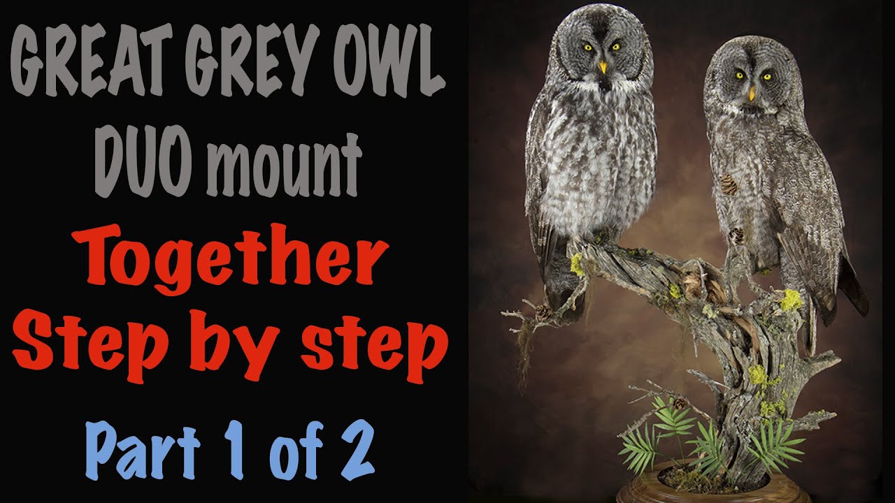 Great grey Owl Taxidermy. Duo mount. Part 1 of 2. Art of Taxidermy..