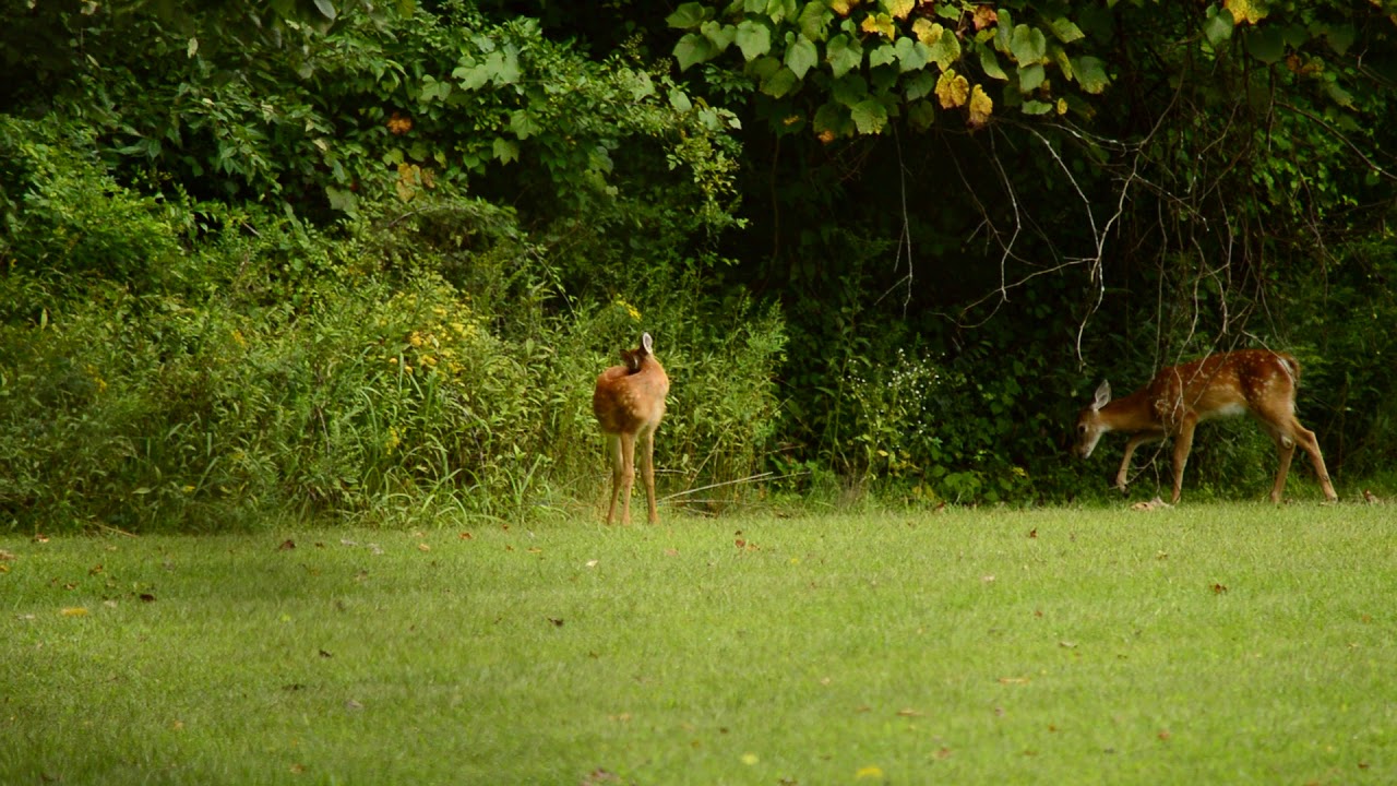 This Year's Fawns in the North Field of Wooster Cemetery