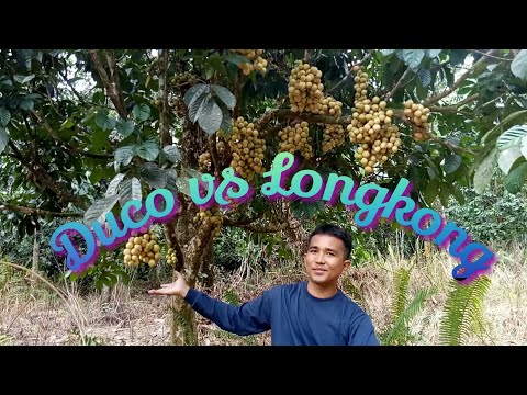 Duco vs Longkong Crop Review Duco vs Longkong Crop Review