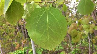 Aspen (Populus tremula) - leaf close up - May 2018