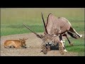 Powerful of Horrible Horns Causing The Lions To Panic - Mother Gemsbok Save Her Baby From Cheetah