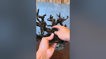 Mua cây Si 2 củ về chỉ để cắt cụt. Tôi dại quá