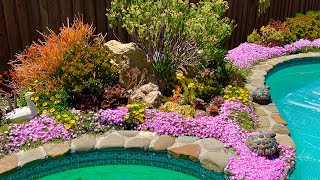 A  colorful landscaping with American Succulent in the Summer, Ngắm vườn sen chị Anh Đào vào mùa Hè